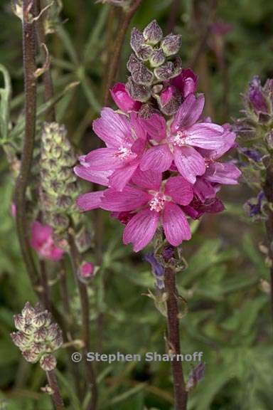 sidalcea oregana ssp oregana 3 graphic